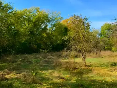 Teren intravilan vanzare cumparare Cornu de Jos Prahova copaci